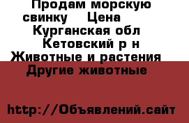Продам морскую свинку  › Цена ­ 500 - Курганская обл., Кетовский р-н Животные и растения » Другие животные   